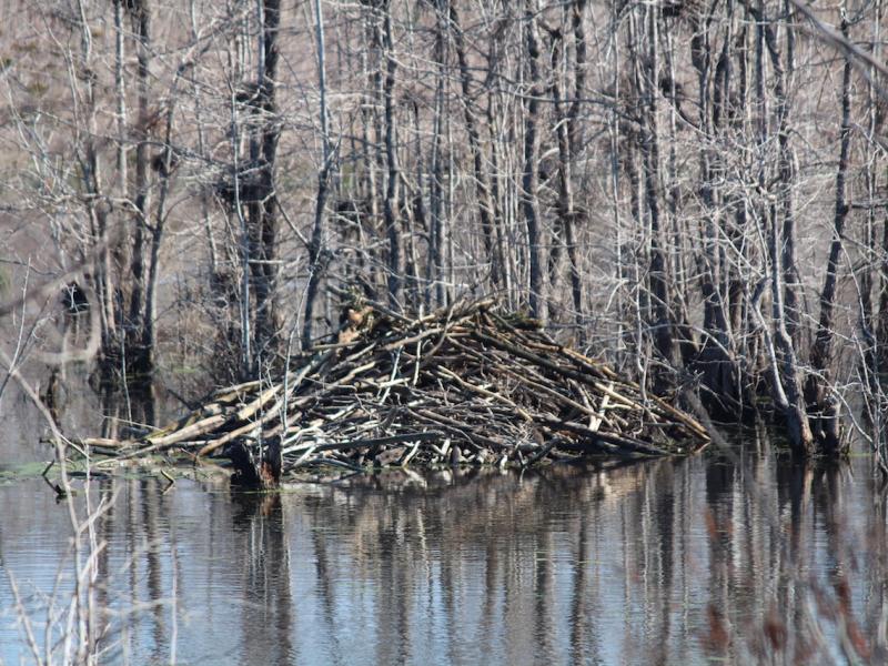 Beaver Outdoor Alabama
